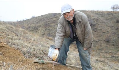 Emekli öğretmen hünnap üretimini yaygınlaştırıyor