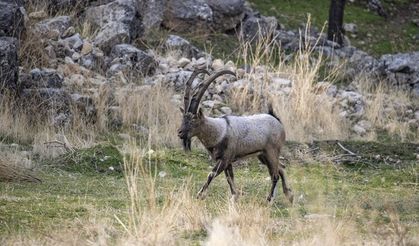 Tunceli’de yaban keçileri güvende