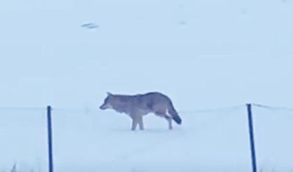 Yalnızçam Dağları'nda 3 ayaklı kurdun yaşam mücadelesi