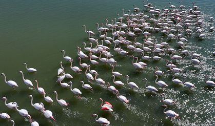 Allı turnalar yıllar sonra geri döndü