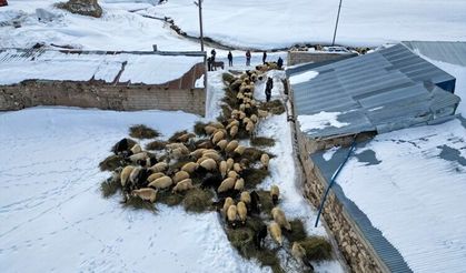 Van'da küçükbaş hayvancılık devlet desteğiyle artıyor