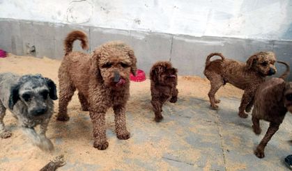 Edirne'de operasyonla 88 köpek kurtarıldı