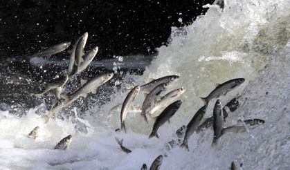 Deliçay’da su yükseldi, inci kefali göçü hareketlendi