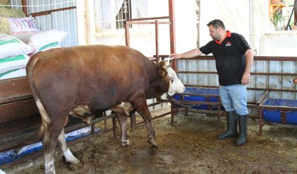 1 tonluk kurbanlık 450 bin liraya satışta