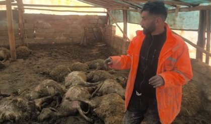 Ağıla giren kurt 40 koyunu telef etti