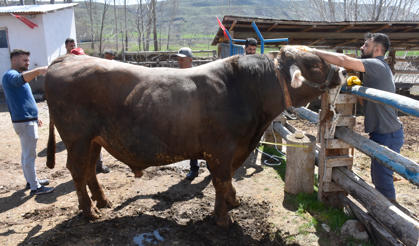 Sivas’ta büyükbaş kurbanlıklar piyasaya çıktı