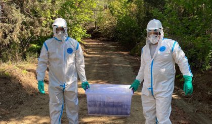 Ormanlara ‘terminatör böcek’ salındı