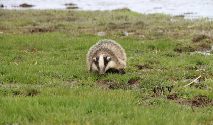 Yaralı porsuk tedavi altına alındı
