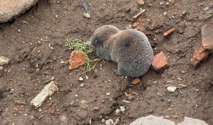 Sağanak sonrası kör fareler yüzeye çıktı