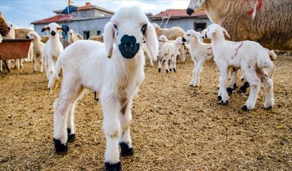 10 soruda Kırsalda Bereket Küçükbaşa Destek Projesi