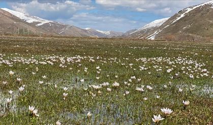 Bitlis’te çiğdemler açtı, doğa renklendi