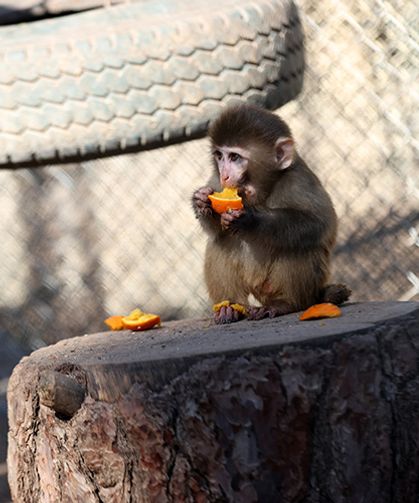 Kurtarılan maymun yavrusu güvenli barınağa yerleştirildi