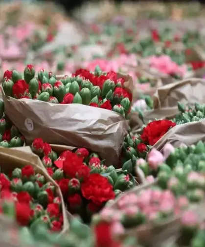 Antalya’dan Sevgililer Günü için Avrupa’ya 75 milyon çiçek