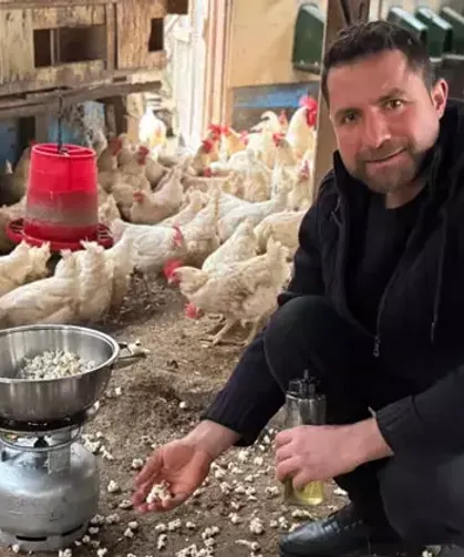 Strese giren tavukları için kümeste mısır patlatıyor