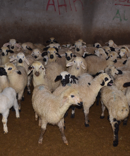 Kuzu ve oğlaklar besicilerin mesaisini artırdı
