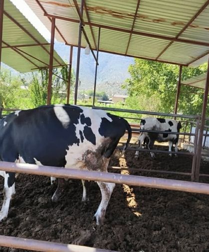 11 mahalle şap hastalığı nedeniyle karantinaya alındı