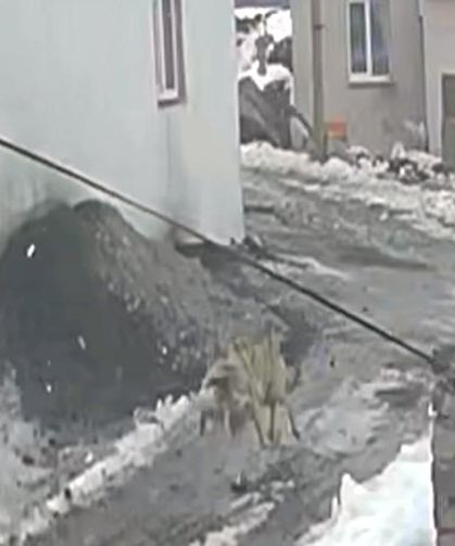 Sürüden kaptığı kazı götüren kurt, güvenlik kamerasında