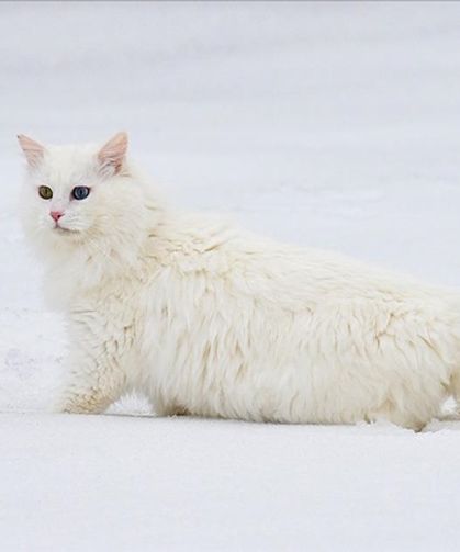 Van'da hedef orijinal Van kedisi yavru sayısını artırmak