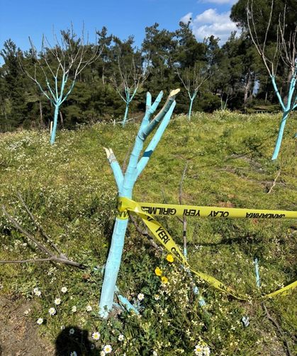 700 incir ve zeytin ağacı kesildi