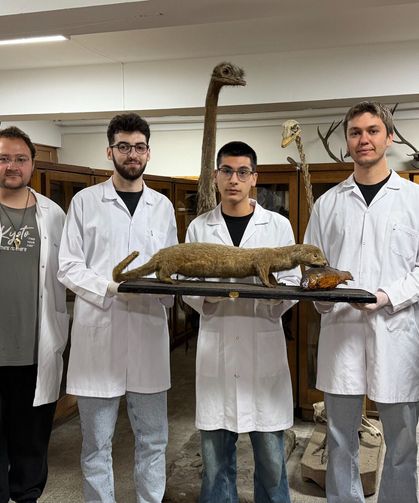 Doldurulmuş hayvan koleksiyonu, müzede korunuyor