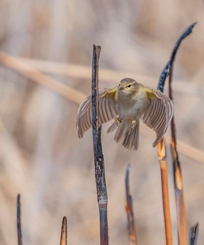 Göçmen çıvgın kuşu Diyarbakır’da görüntülendi