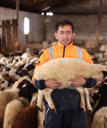 Kars’ta koyun kırkım sezonu başladı