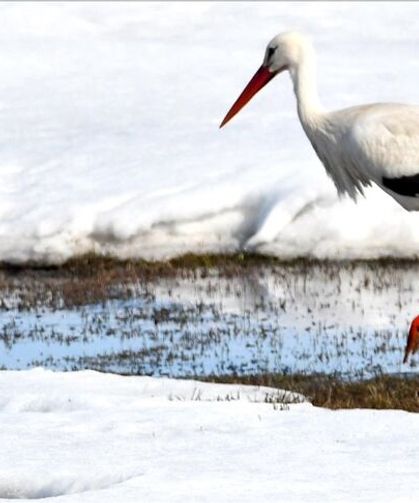 Baharın müjdecisi leylekler Kars'a geldi