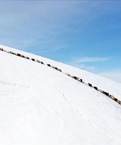 Ağrı’da sürülerin tek sıra beslenme yolculuğu