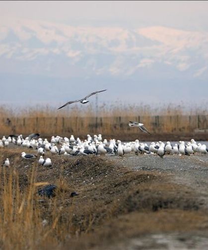 Ağrı Dağı eteklerine göçmen kuşlar gelmeye başladı