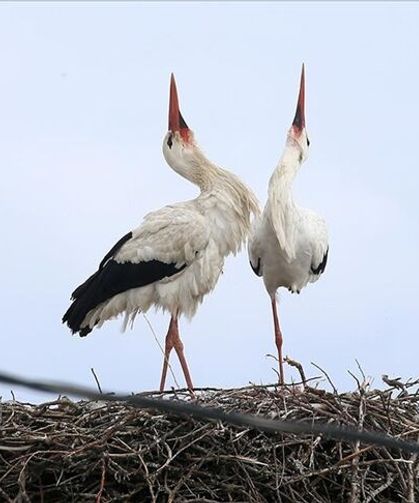 Köyün misafiri leylekler 44 yıldır aynı yerde