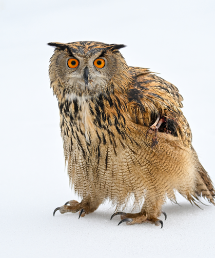 Yaralı kanatlar Van’da yeniden hayata tutunuyor