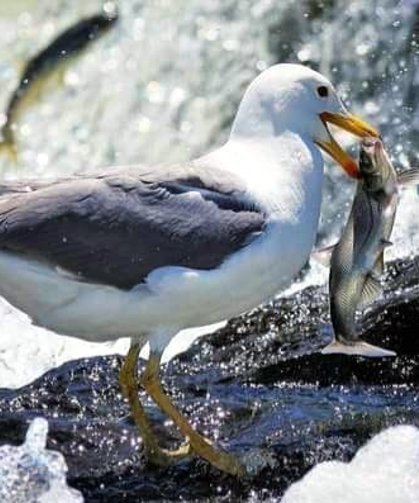 İnci kefalinin üreme göçüne sıkı takip