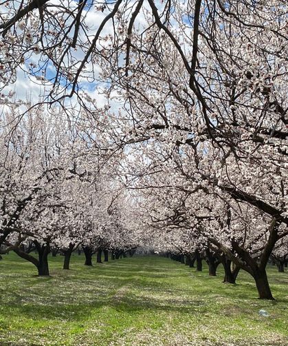 Iğdır Ovası kayısı çiçekleriyle beyaza büründü