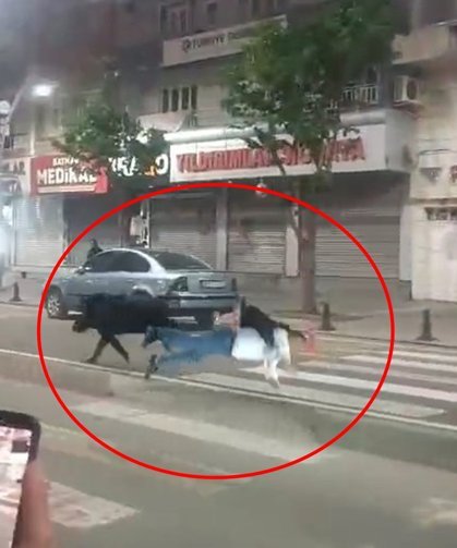 Kent merkezine inen yaban domuzu, 3 kişiyi yaraladı