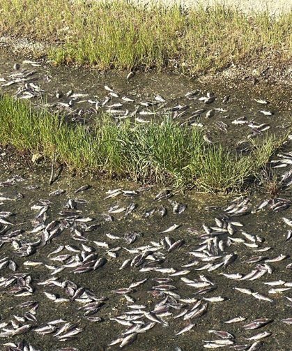 Gölette toplu balık ölümlerine inceleme