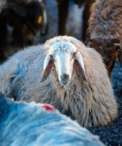 Kurban bağışında "sahte dernek" riski