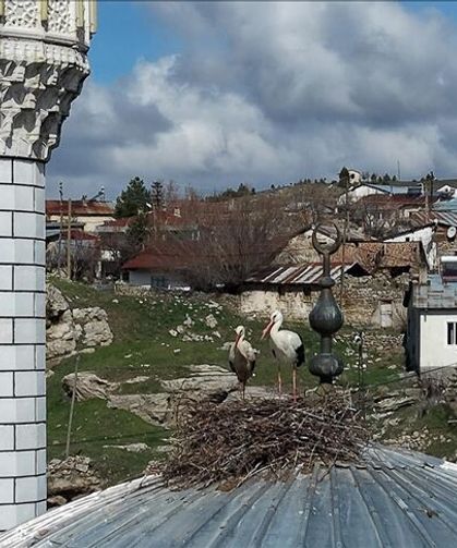 Cami kubbesi 14 yıldır leyleklere yuva