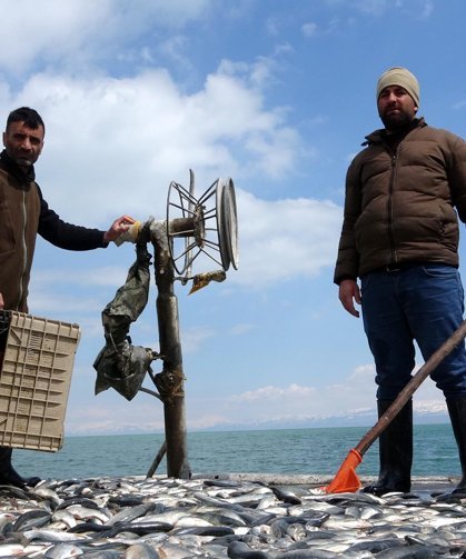 İnci kefali üreme sezonuna güçlü giriyor