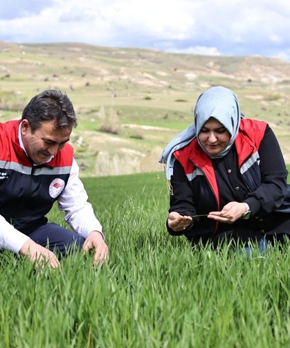 Yağışlar nedeniyle tarımda 'sarı pas' alarmı