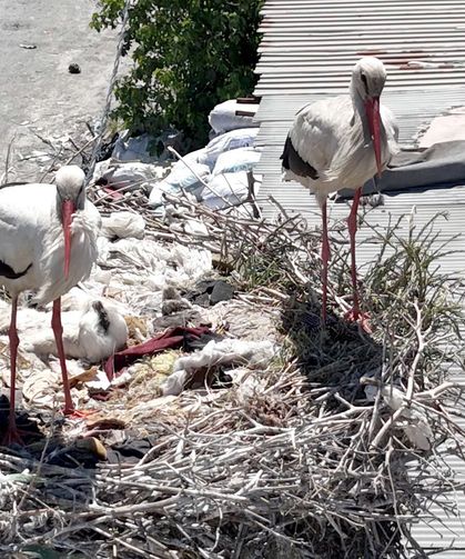 Avcılar’ın leylek çifti yavrusunu büyütüyor
