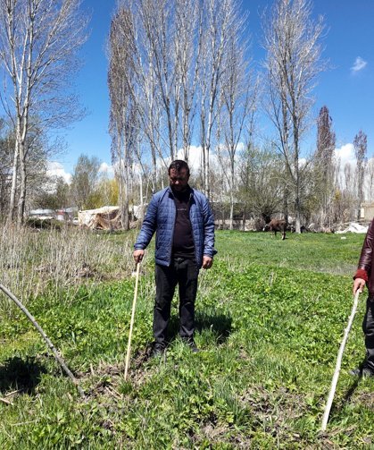 Çiftçilerin yaban domuzu nöbeti