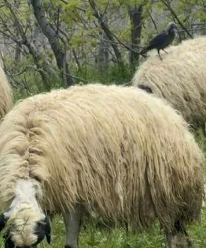Hakkari’de uygun fiyata kurbanlık satışı başladı