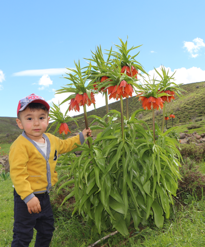 Karlıova’da ters laleler ilgi odağı oldu