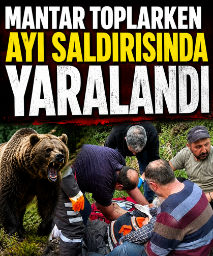 Mantar toplarken ayı saldırısında yaralandı