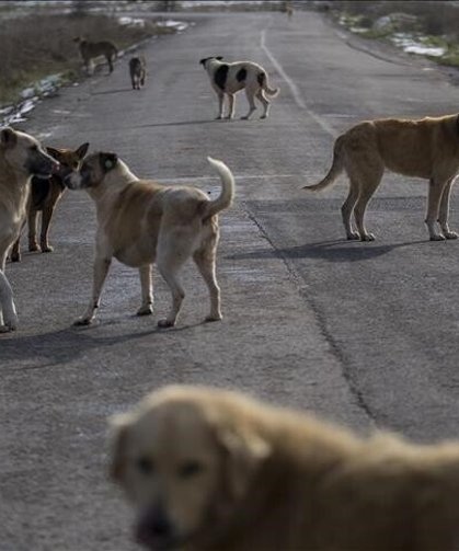 Şanlıurfa'da sahipsiz köpeğin saldırdığı kişi yaralandı