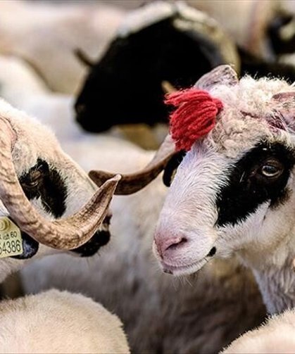 10 soruda kurban ibadetiyle ilgili doğru bilinen yanlışlar