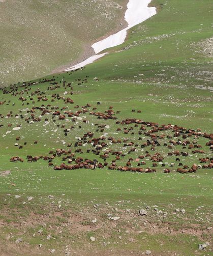 Iğdır'ın yaylaları hayvan sürüleriyle şenlendi