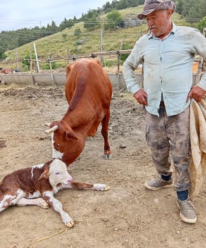 Yeni doğan buzağıyı sırtında taşıdı