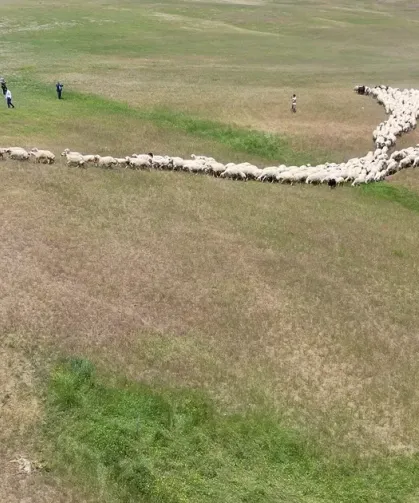 Malatya'da küçükbaşların yayla yolculuğu başladı
