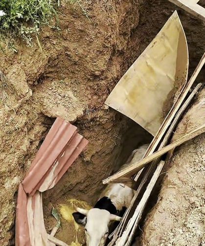 Kuyuya düşen boğayı itfaiye kurtardı